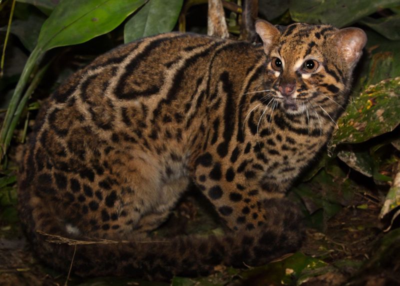 Marbled Cat