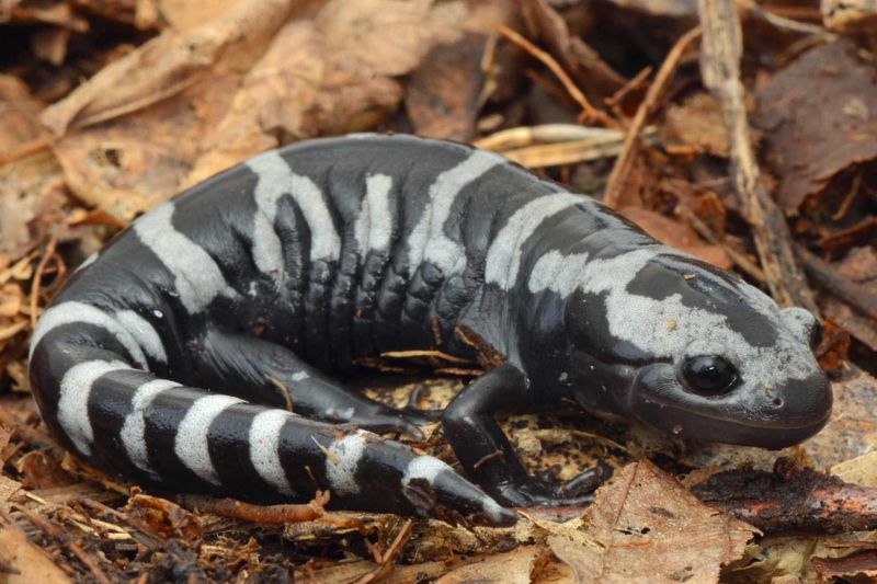 Marbled Salamander