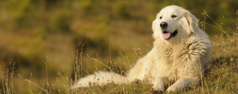 Maremma Sheepdog