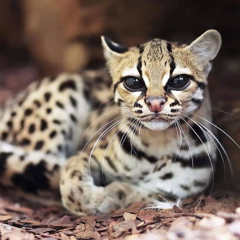 Margay