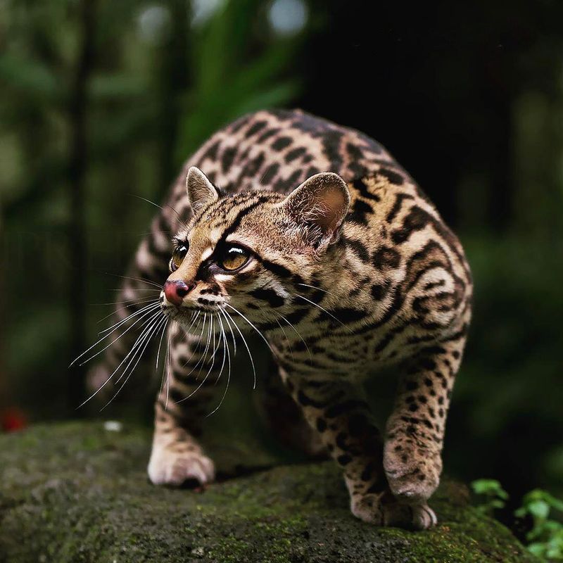 Margay