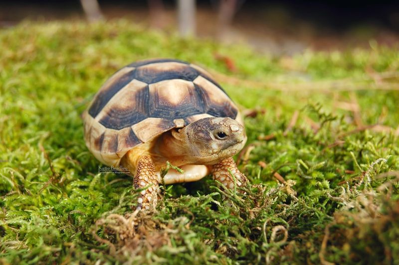 Marginated Tortoise