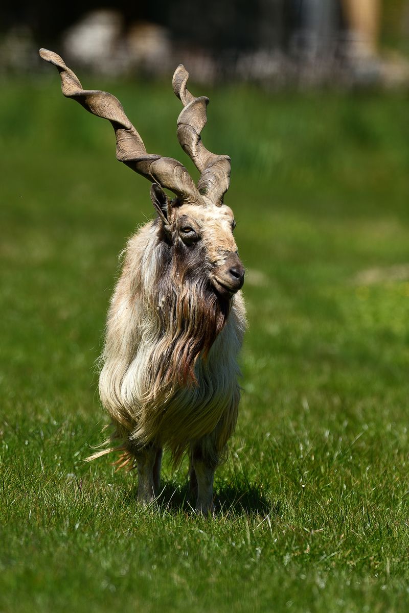 Markhor