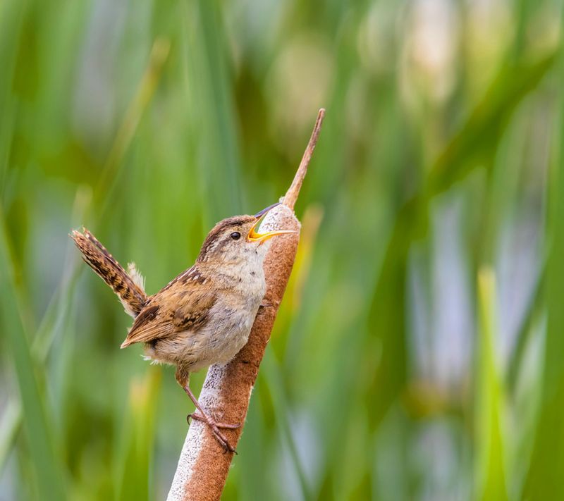 Marsh Wrens