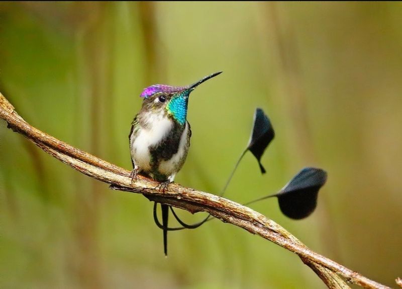 Marvellous Spatuletail