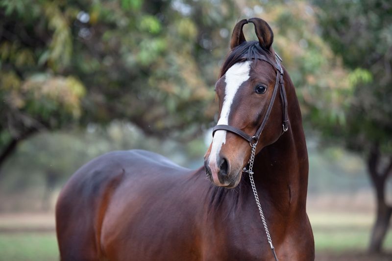 Marwari Horse