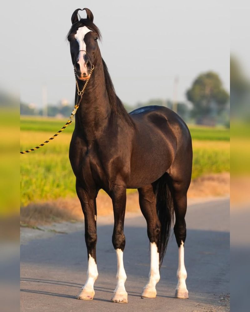 Marwari Horse