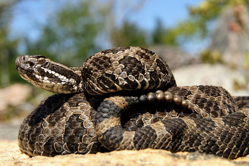 Massasauga Rattlesnake