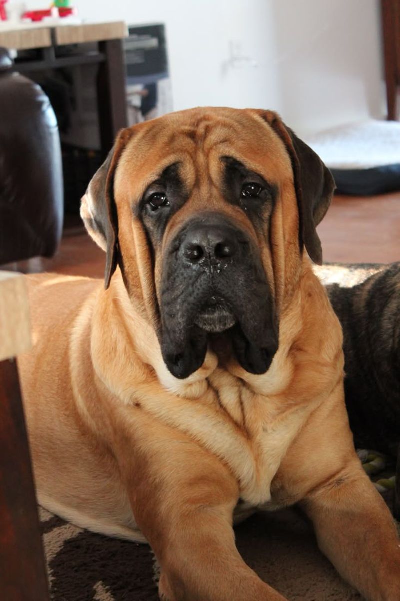 Mastiff