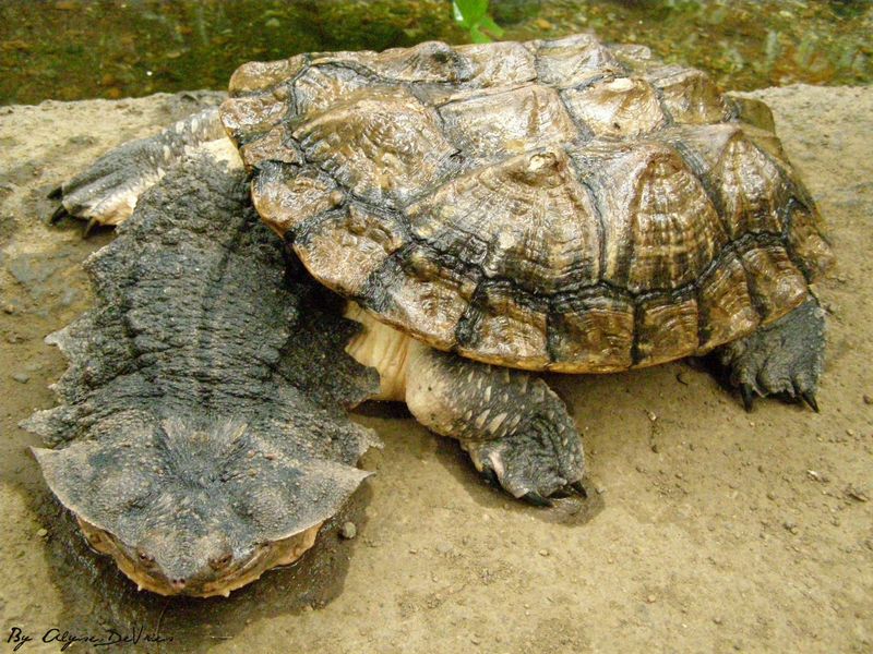 Matamata Turtle