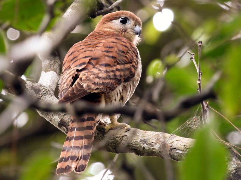 Mauritius Kestrel