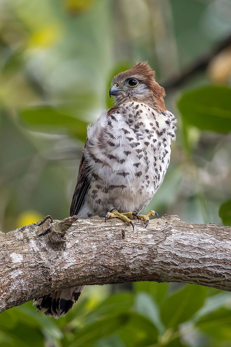 Mauritius Kestrel