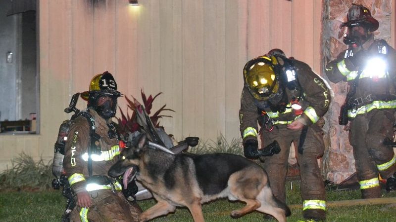 Max the Firefighter's Dog