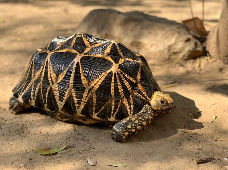 Maximus the Burmese Star Tortoise