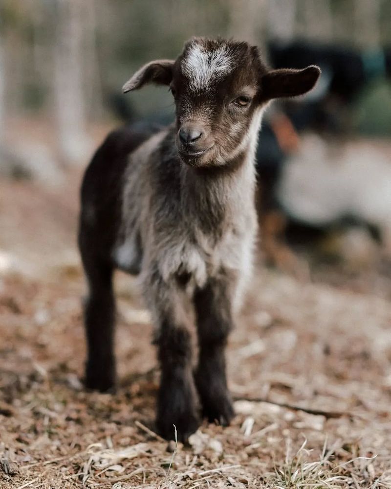 Maxwell the Nigerian Dwarf Goat