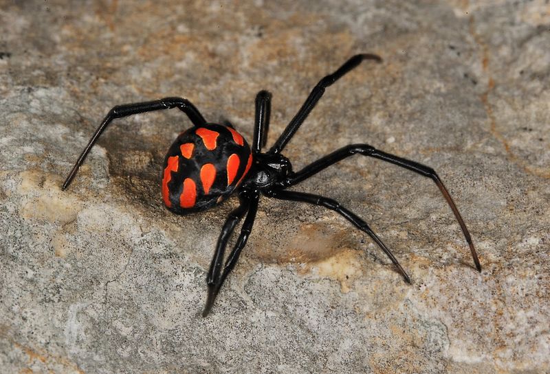 Mediterranean Black Widow