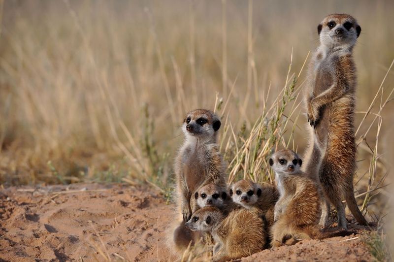 Meerkat's Social Structure