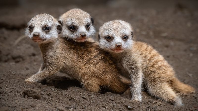 Meerkat Pups