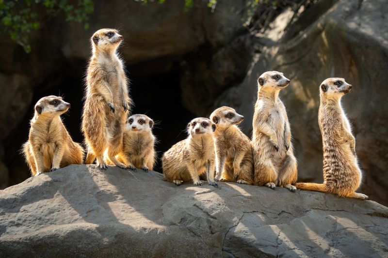 Meerkats