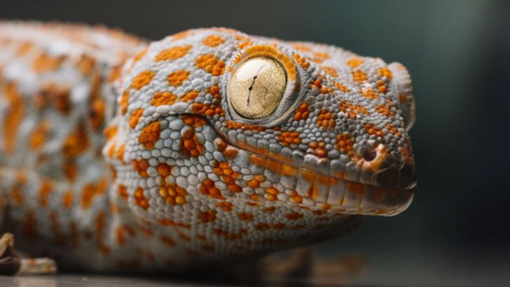 Meet the 20 Coolest Lizards Roaming the Earth