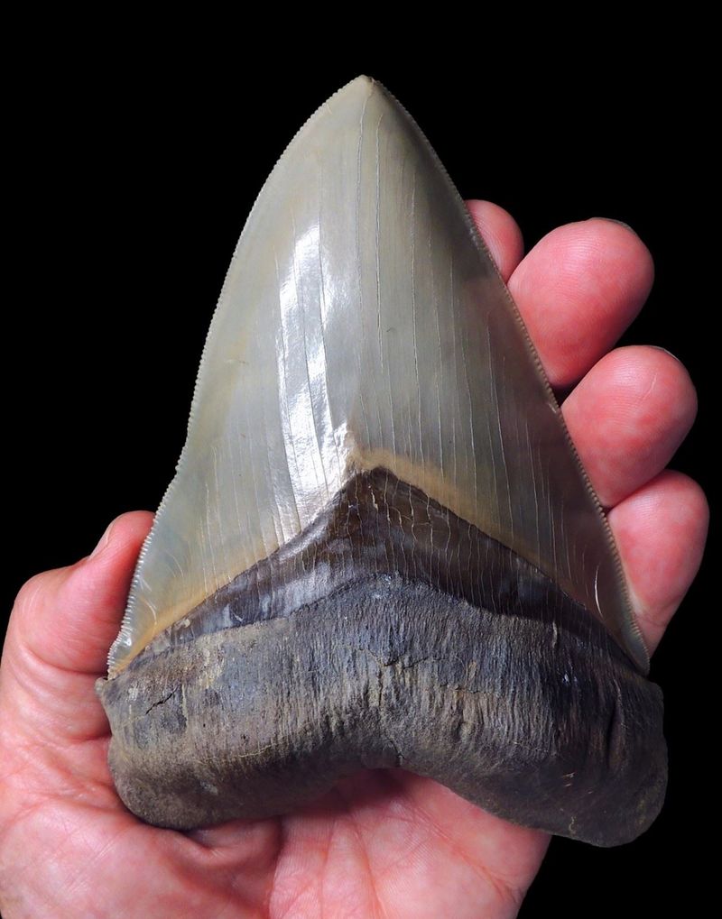 Megalodon Tooth