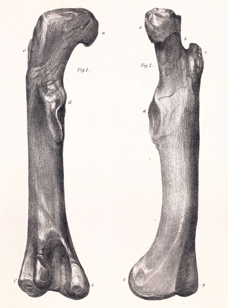 Megalosaurus Femur