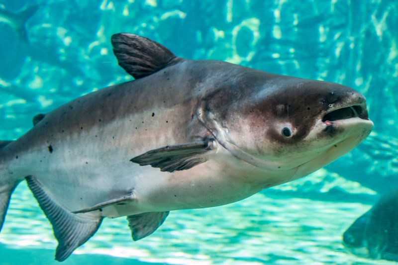 Mekong Giant Catfish