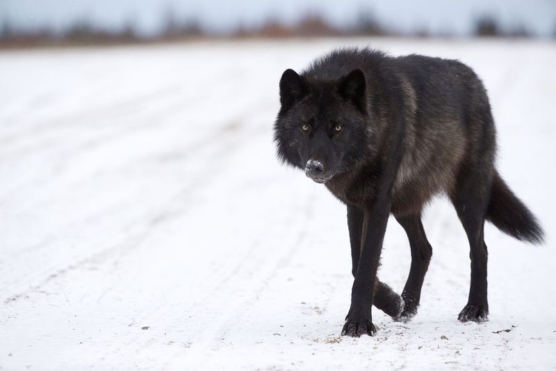 Melanism in Wolves