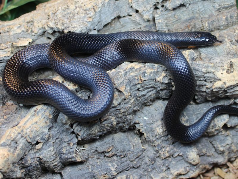 Mexican Black Kingsnake