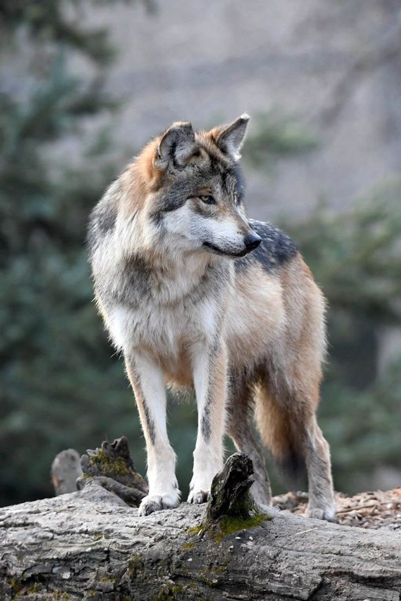 Mexican Gray Wolf