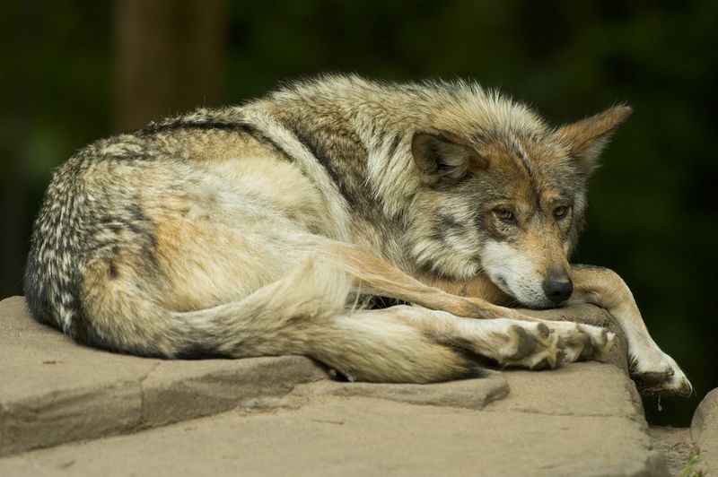 Mexican Gray Wolf