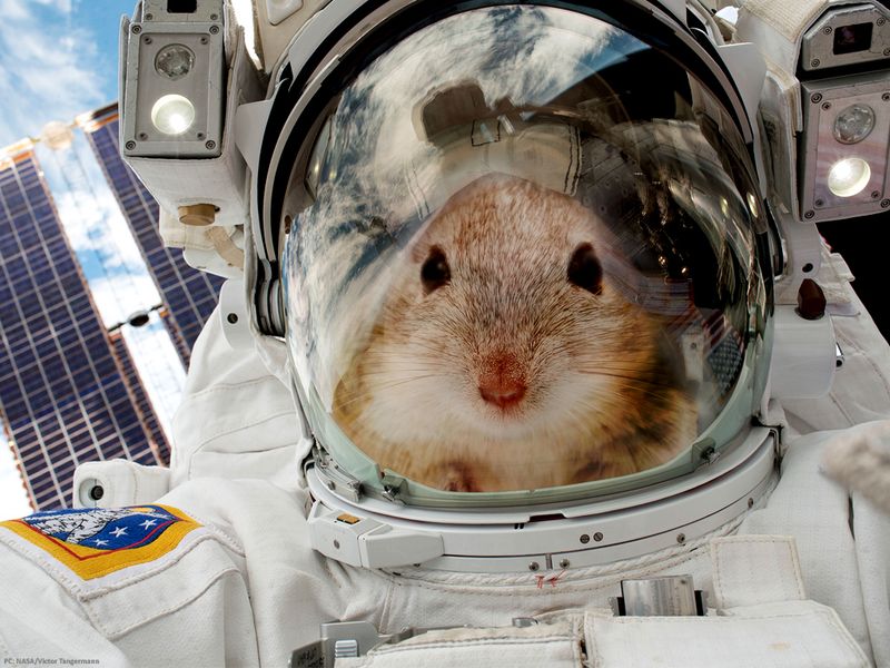 Mice in Space