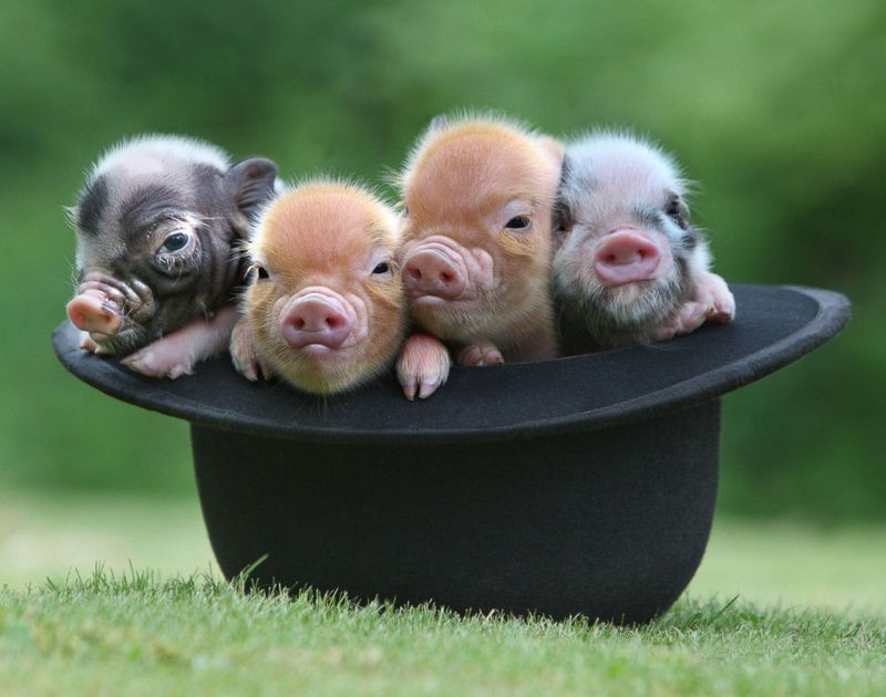 Micro Pig