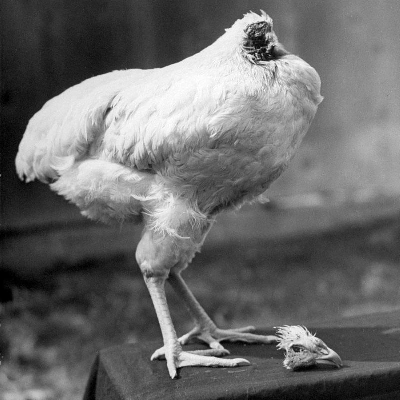 Mike the Headless Chicken