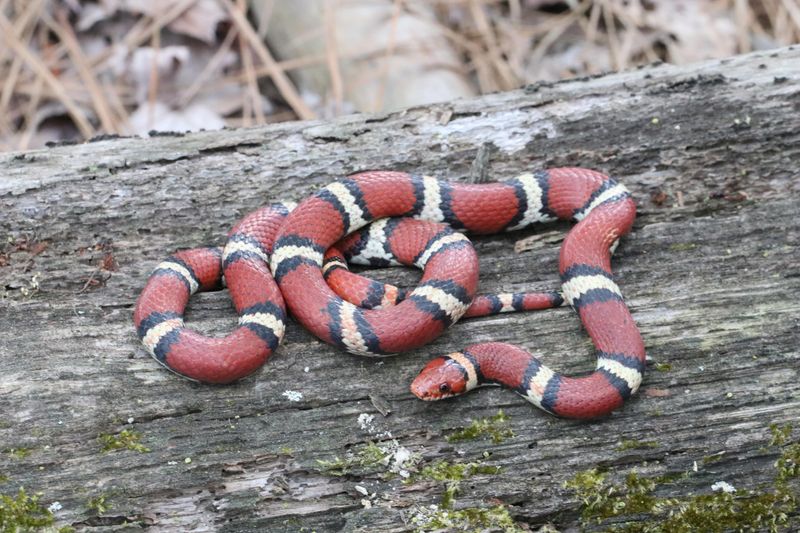 Milk Snake