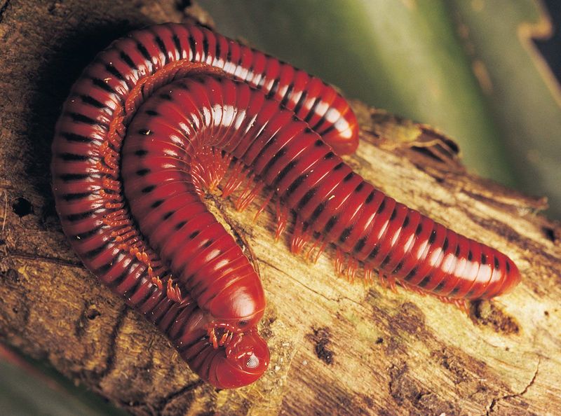 Millipede