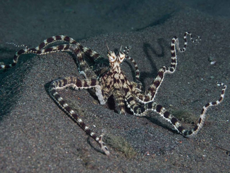 Mimic Octopus Adaptation