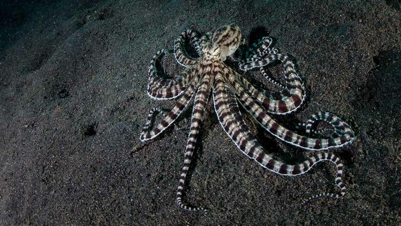 Mimic Octopus: Master of Disguise