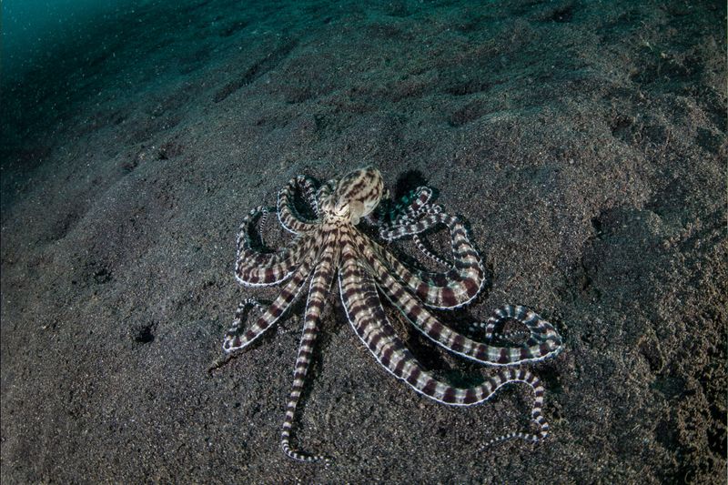 Mimic Octopus Master of Disguise