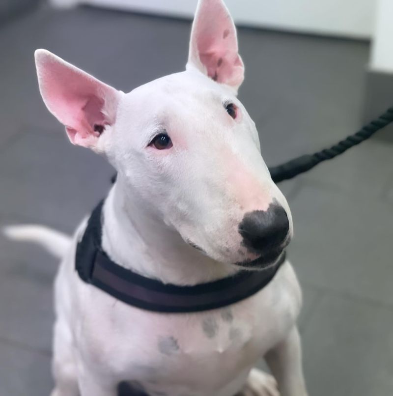 Miniature Bull Terrier