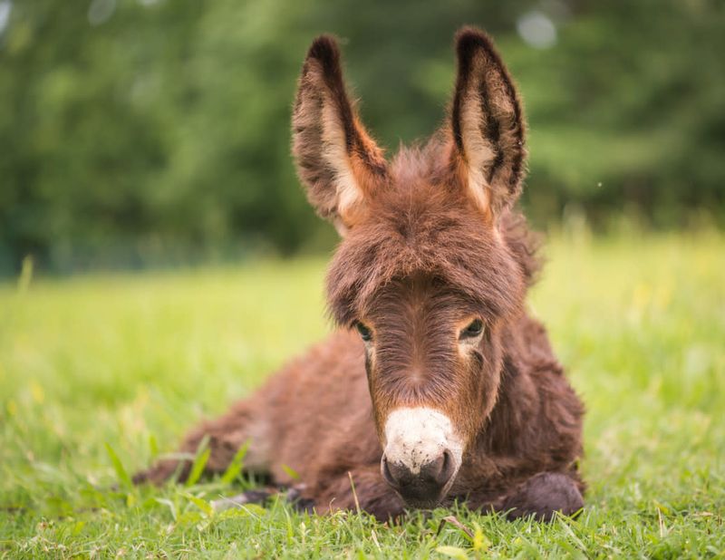 Miniature Donkey