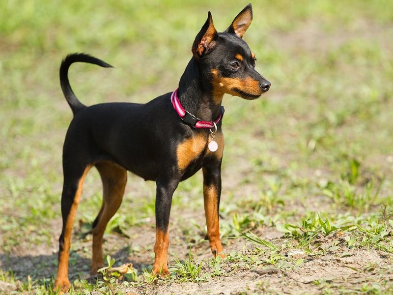 Miniature Pinscher