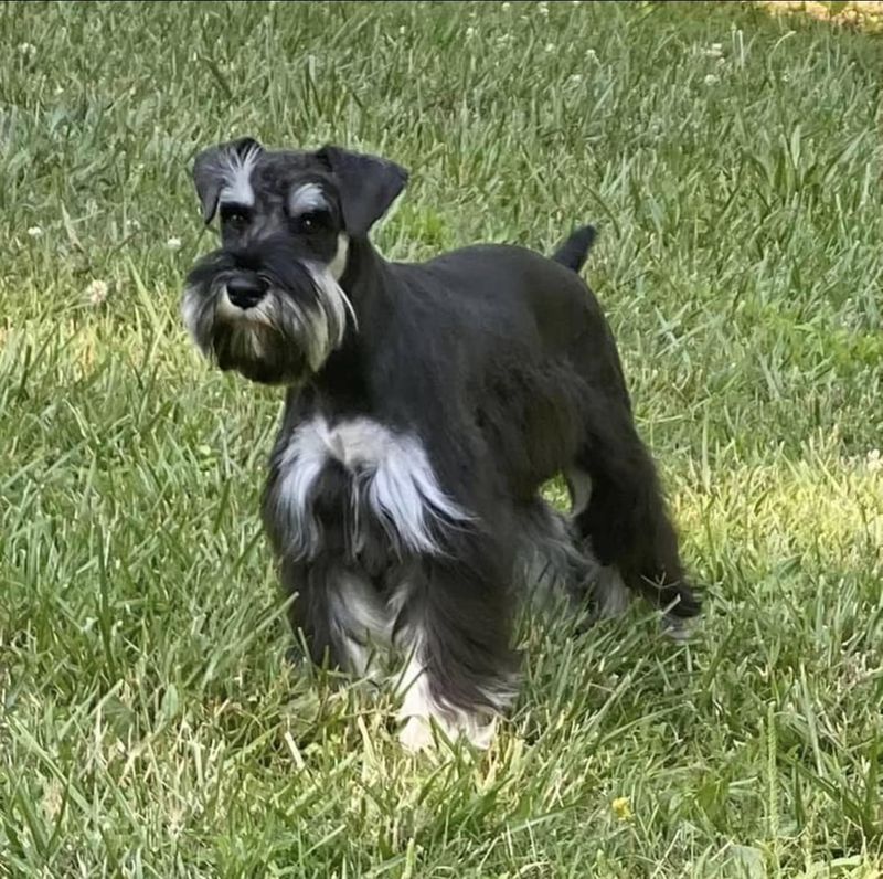 Miniature Schnauzer