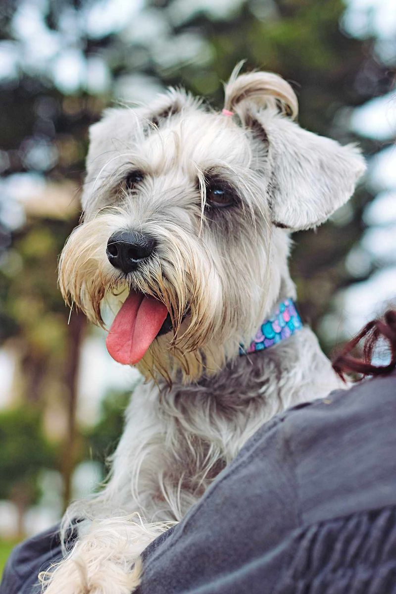 Miniature Schnauzer