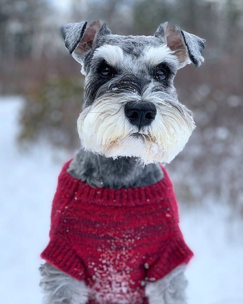 Miniature Schnauzer