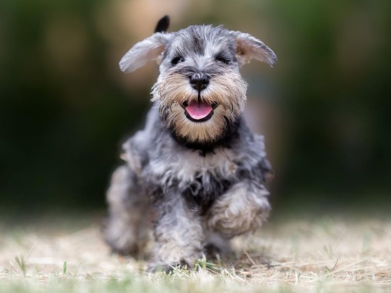 Miniature Schnauzer