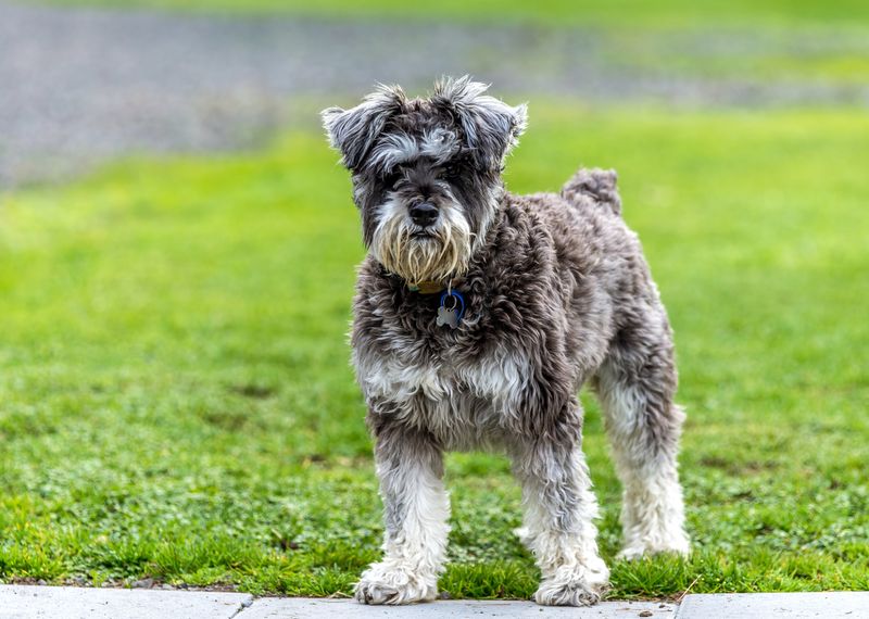 Miniature Schnauzer