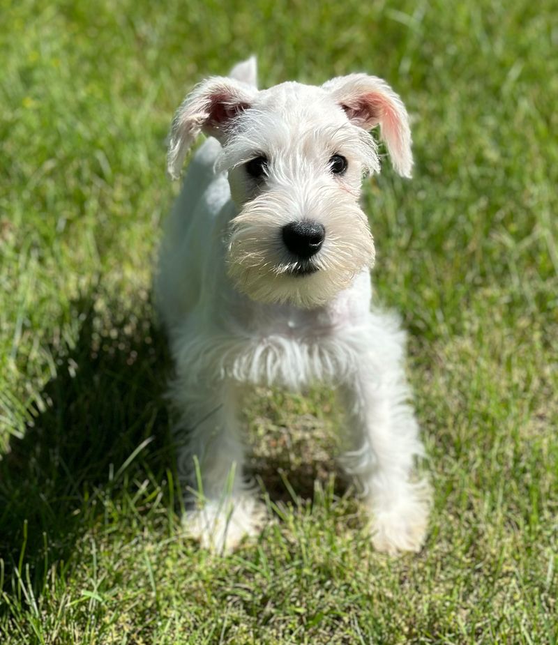 Miniature Schnauzer