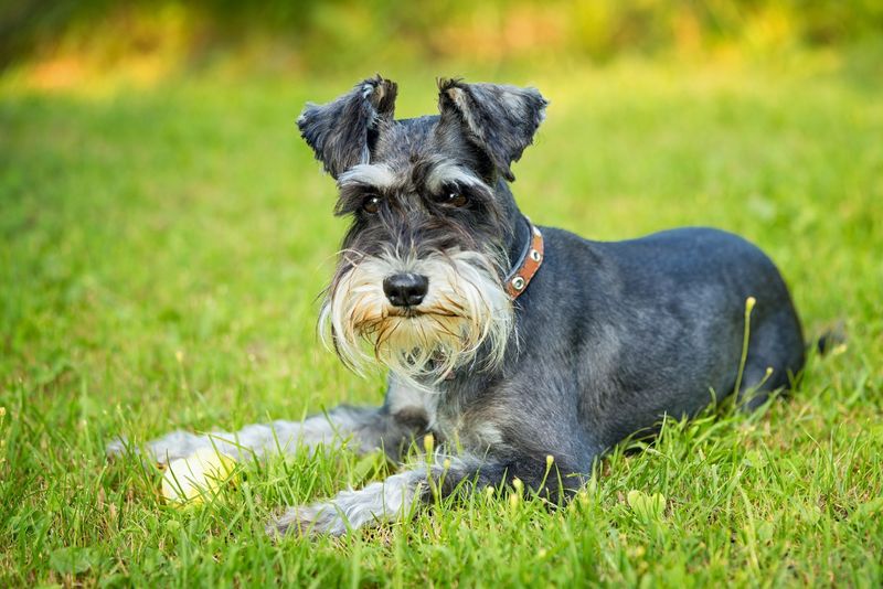 Miniature Schnauzer