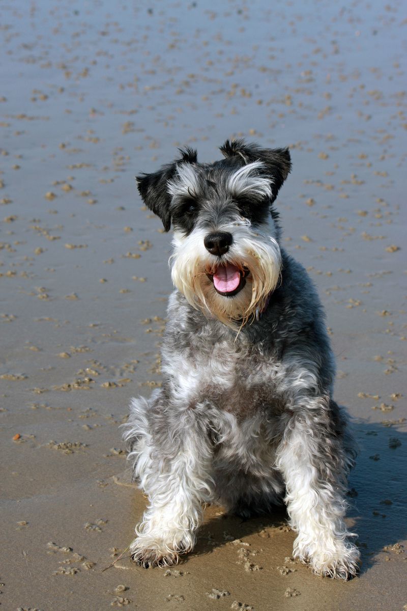 Miniature Schnauzer